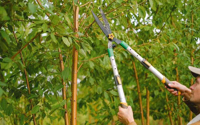 Tree trimming in Ironside, OR
