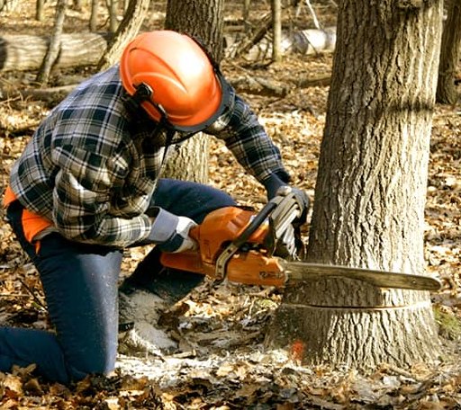 Tree Removal in Ironside, OR